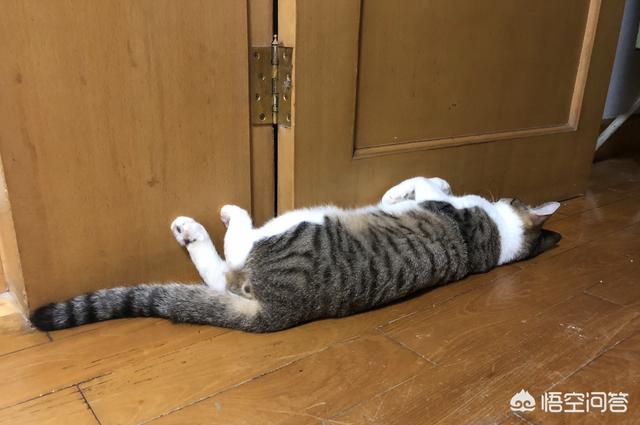 喜爱夜猫子:猫咪为什么那么喜欢睡觉？