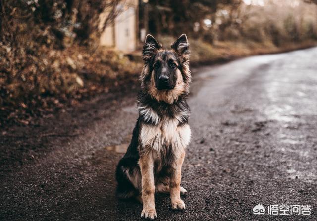 中华田园犬之西默默:中华田园犬和细犬等土生犬种会有重新崛起的一天吗？