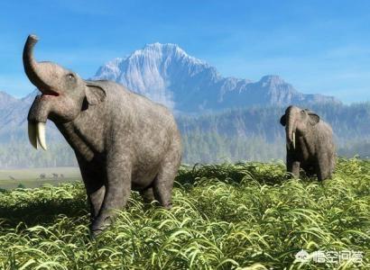 巨枪乌贼:地球生物史上，除恐龙外还有什么大型动物