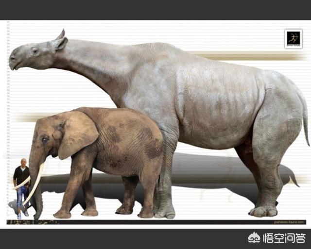 巨枪乌贼:地球生物史上，除恐龙外还有什么大型动物