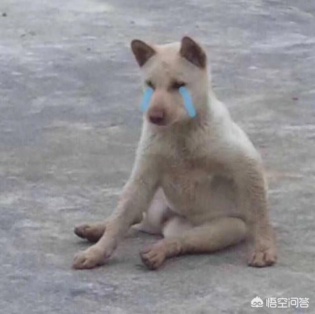 凄惨狗叫声:过年回家，看到农村土狗对着空气莫名吠叫，究竟是什么原因？