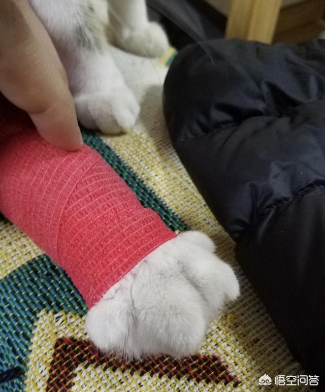 瓜皮猫视频:瓜皮猫视频全集 电信光猫有WiFi功能，怎样设置并开启WiFi功能？