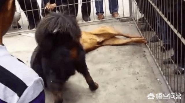 日本土佐:中国的藏獒能打赢日本的土佐犬吗？