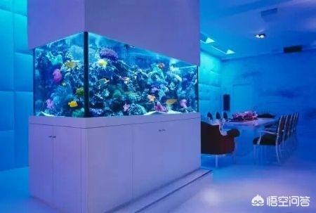 水族箱过滤器:水族箱的过滤系统怎么弄？ 水族箱过滤器安装方法