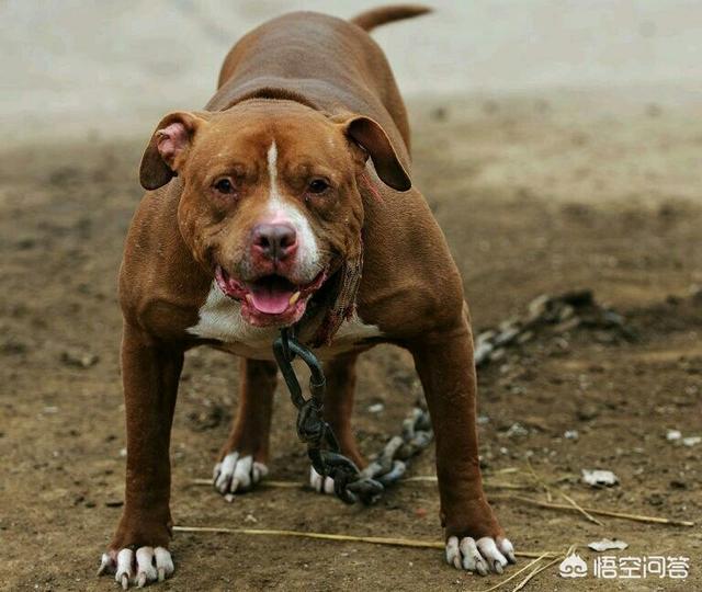 纽波利顿獒犬比特:比特犬在高原上能打败藏獒吗？