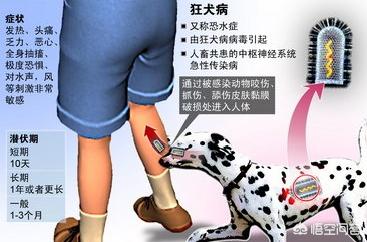 疯狗病是怎么传染的:狗为什么会得狂犬病？是从那来的？