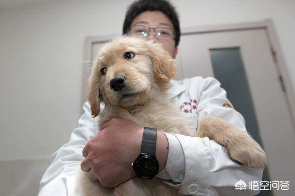 会狗吃自己的屎吗:各位铲屎官狗子自己的粑粑自己吃嘛？怎么制止？