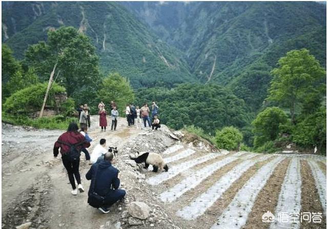 有哪些看起来战五渣，实际战斗力爆表的生物？