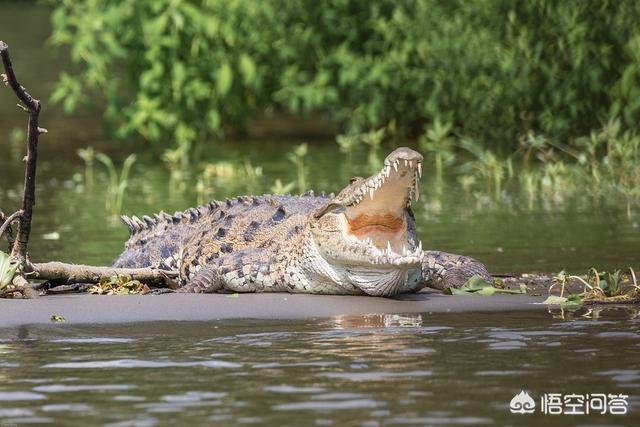 蟒蛇河马鳄鱼哪个厉害