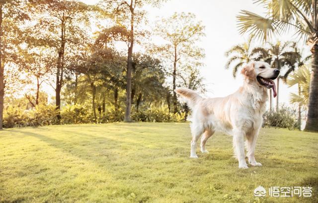 宠物可蒙犬糖糖:博美犬应该如何饲养？需要注意什么？