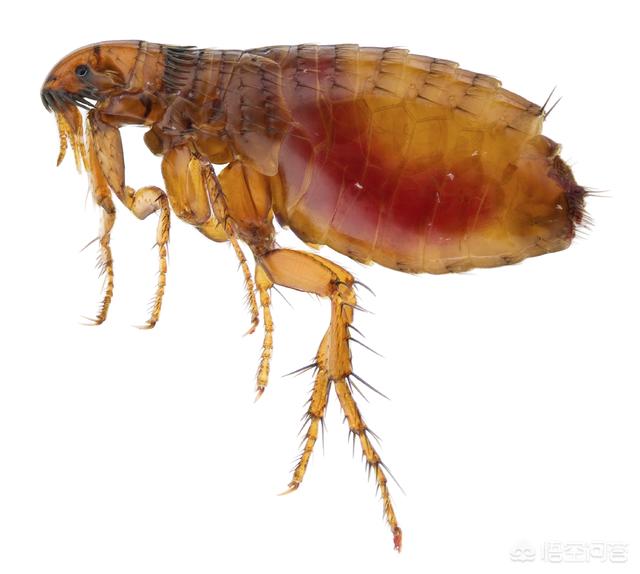 福来恩滴剂好吗:福来恩喷剂和滴剂区别 把猫咪泡在水里十分钟能消灭它身上的跳蚤吗？