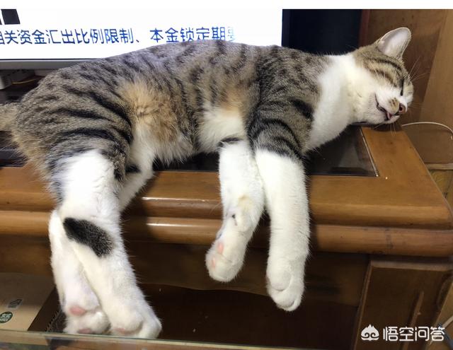 领养猫咪:发现一只流浪猫，但没有条件领养，该怎么办？