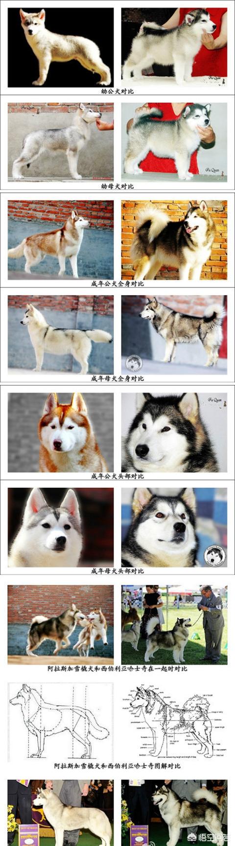 纯种阿拉斯加犬跟哈士奇:阿拉斯加狗与二哈的区别？