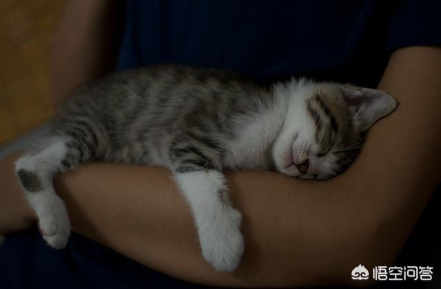 中华田园猫活体市场价:第一次养猫，怎么挑选猫咪？