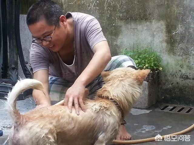 狗狗真菌皮肤病能治好吗:狗真菌感染主要在背部和肚皮，应该怎么解决？