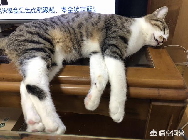 小猫的资料与图片:猫咪为什么那么喜欢睡觉？