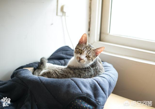 喜爱夜猫子:猫咪为什么那么喜欢睡觉？