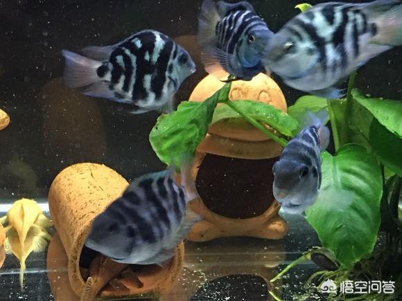 如何让鹦鹉鱼繁殖:宝蓝迷你鹦鹉鱼怎么繁殖？ 迷你鹦鹉鱼繁殖
