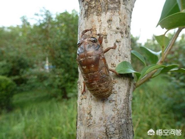 在果园里养殖金蝉对果树的影响大吗