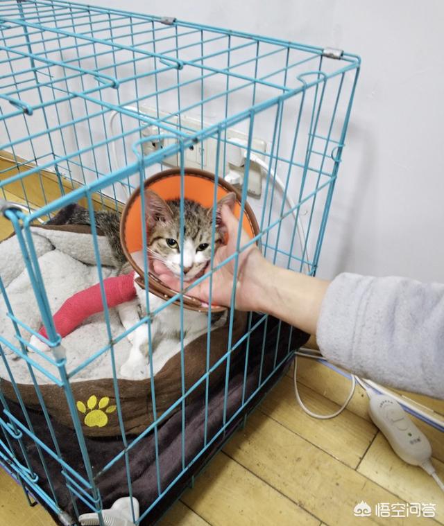 瓜皮猫视频:瓜皮猫视频全集 电信光猫有WiFi功能，怎样设置并开启WiFi功能？