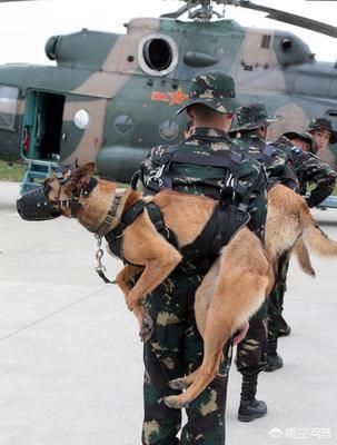 警犬:为什么叫警犬而不叫警狗，你怎么看？