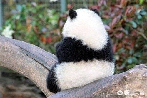 有哪些看起来战五渣，实际战斗力爆表的生物？