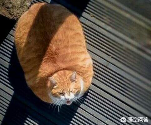 中国狸花猫简笔画:中华田园猫中的三花猫和狸花猫有什么区别？