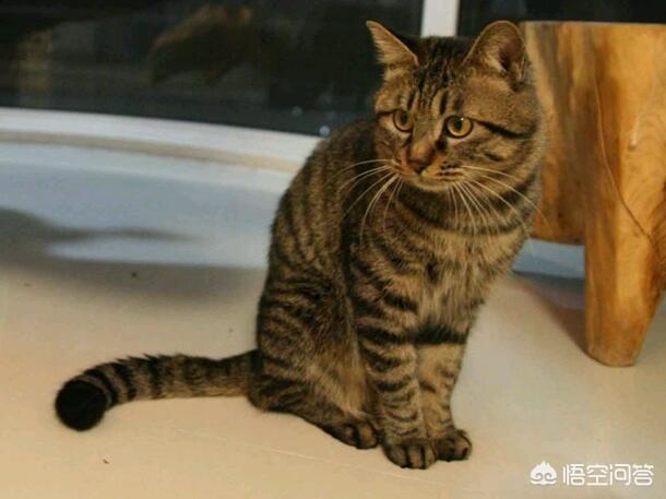 中国狸花猫简笔画:中华田园猫中的三花猫和狸花猫有什么区别？