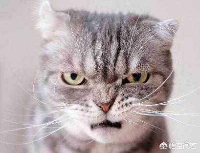 猫咪不乖合集:喵星人可以讨厌主人到什么程度？