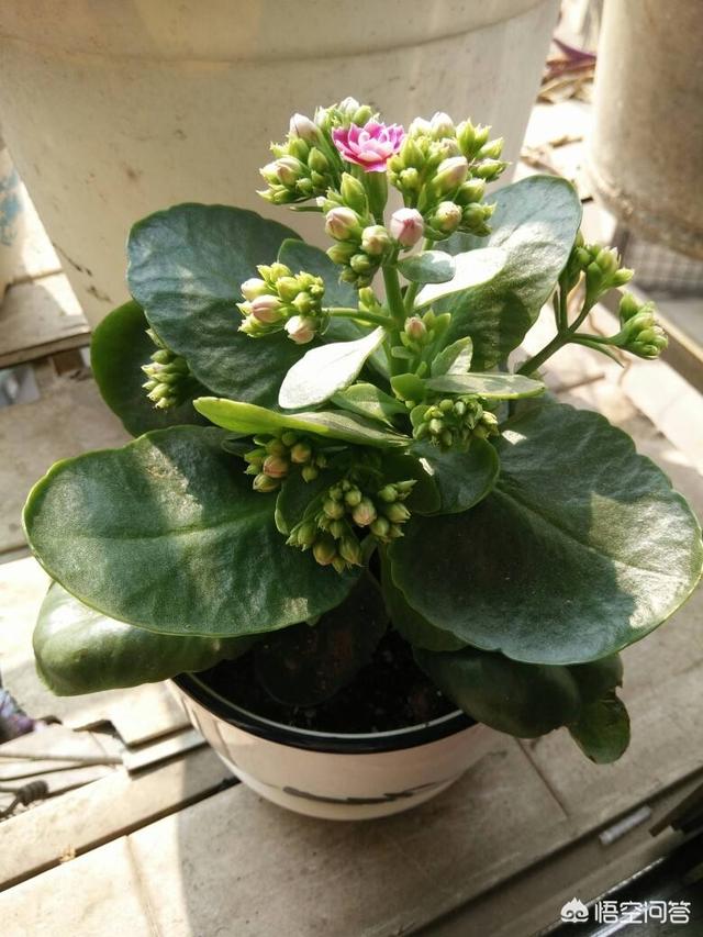 在夏季长寿花怎么养护