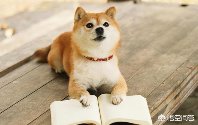 头条问答 柴犬怎么挑选 爱吹牛的狗狗的回答 0赞