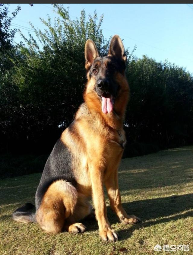 德牧犬:养一只德国牧羊犬怎么样？一个月会花销多少？