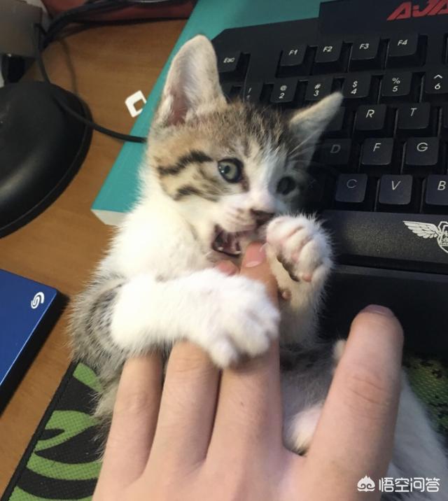 中华田园猫活体市场价:第一次养猫，怎么挑选猫咪？