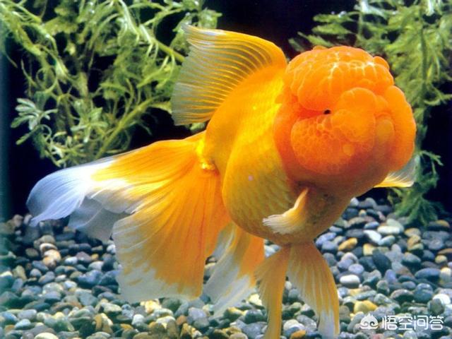 底滤鱼缸水浑浊原因和解决方案:家用养鱼缸水刚换完就浑浊，鱼也总是死，这是为什么？