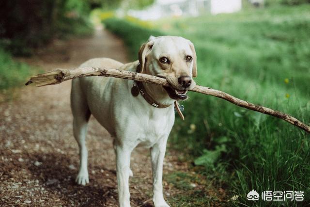 中华田园犬之西默默:中华田园犬和细犬等土生犬种会有重新崛起的一天吗？