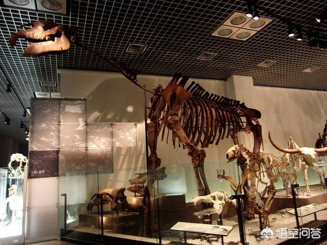 巨枪乌贼:地球生物史上，除恐龙外还有什么大型动物