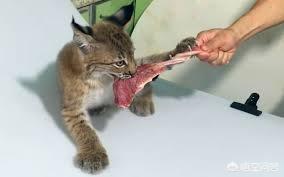 能家养的最大的猫科动物:猞猁可以当宠物饲养吗，有何依据？