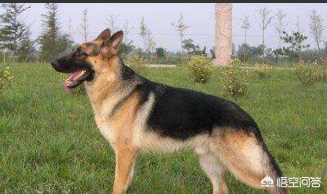 德牧犬:养一只德国牧羊犬怎么样？一个月会花销多少？
