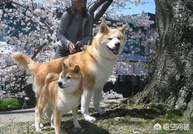 秋田狗和柴犬是什么关系，秋田狗和柴犬是什么关系哈士奇和狼是什么关系