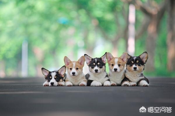 宠物狗的品种及图片柯基:为什么有些柯基犬会那么臭？ 狗狗品种柯基图片