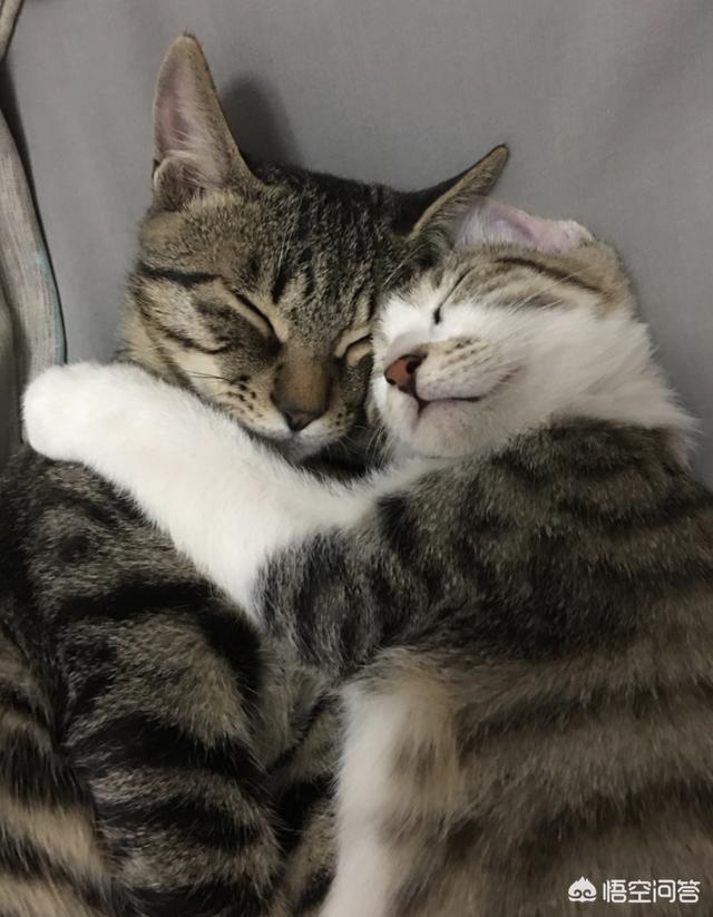 瓜皮猫视频:瓜皮猫视频全集 电信光猫有WiFi功能，怎样设置并开启WiFi功能？