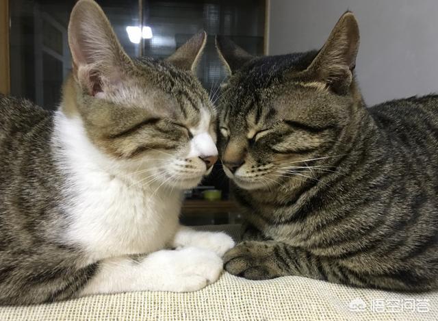 瓜皮猫视频:瓜皮猫视频全集 电信光猫有WiFi功能，怎样设置并开启WiFi功能？