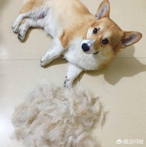 清理狗毛有哪些好用的小技巧，家中满地狗毛，该怎么做卫生
