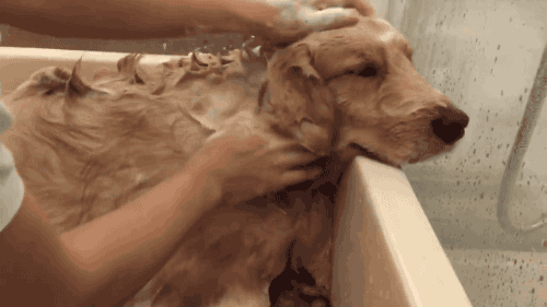 清理狗毛有哪些好用的小技巧，家中满地狗毛，该怎么做卫生