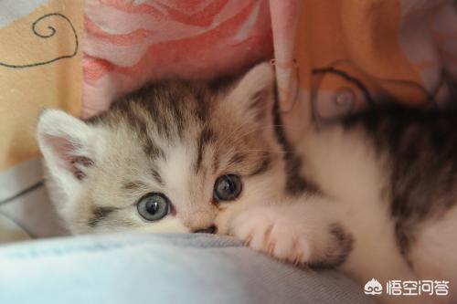 重庆友好宠物医院简介:怎样与小奶猫建立友好关系？