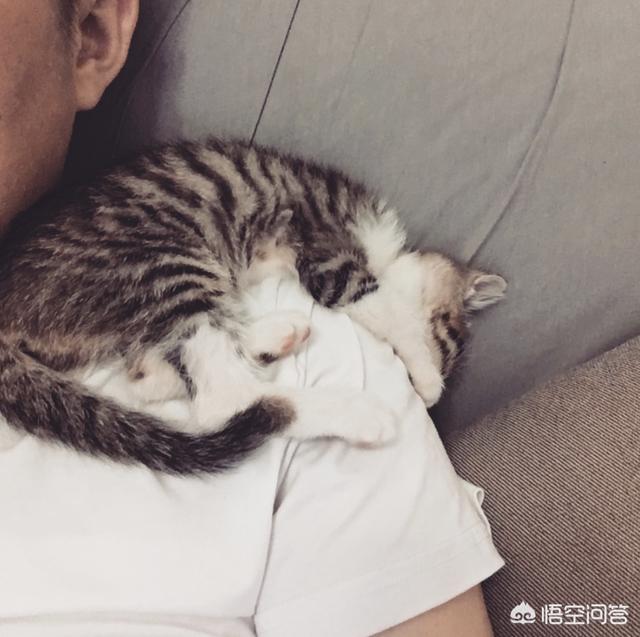 中华田园猫活体市场价:第一次养猫，怎么挑选猫咪？