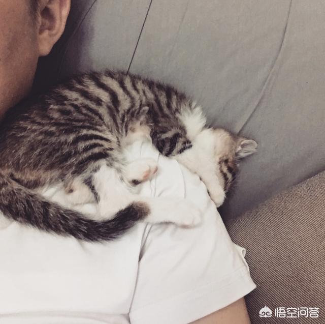 布偶和美国卷耳猫配:第一次养猫，怎么挑选猫咪？