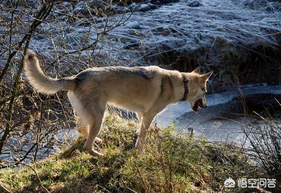 狼狗价格和图片:2019年昆明犬幼犬价格多少钱？有何依据？