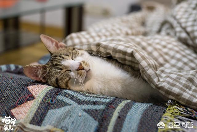 喜爱夜猫子:猫咪为什么那么喜欢睡觉？