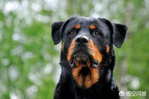 护卫犬:卡斯罗和罗威纳哪种更适合家养护卫犬呢？